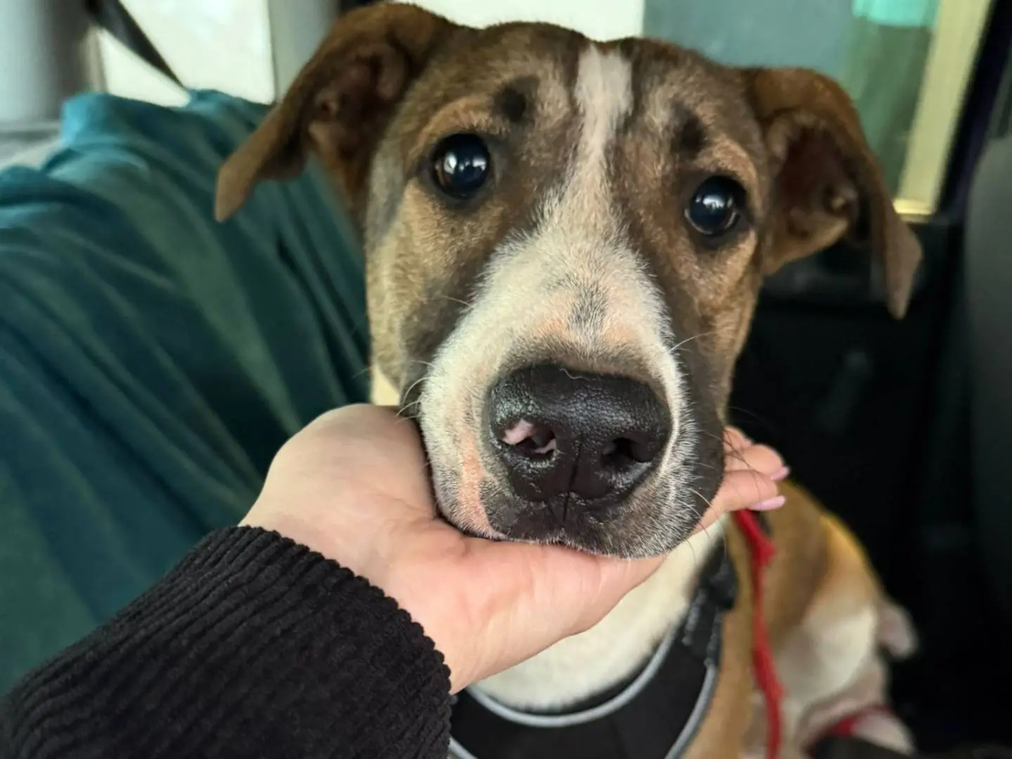 Adozione cane, femmina, Razza sconosciuta Razza sconosciuta, 1 anno e 9 mesi, taglia grande, Cosenza