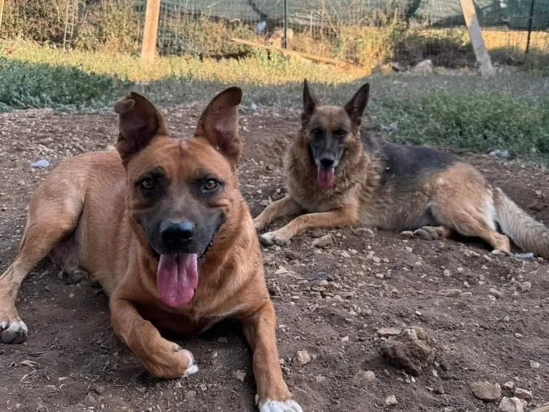 Adozione cane, femmina, Pastore tedesco Pitbull, 7 anni e 9 mesi, taglia media, Bari