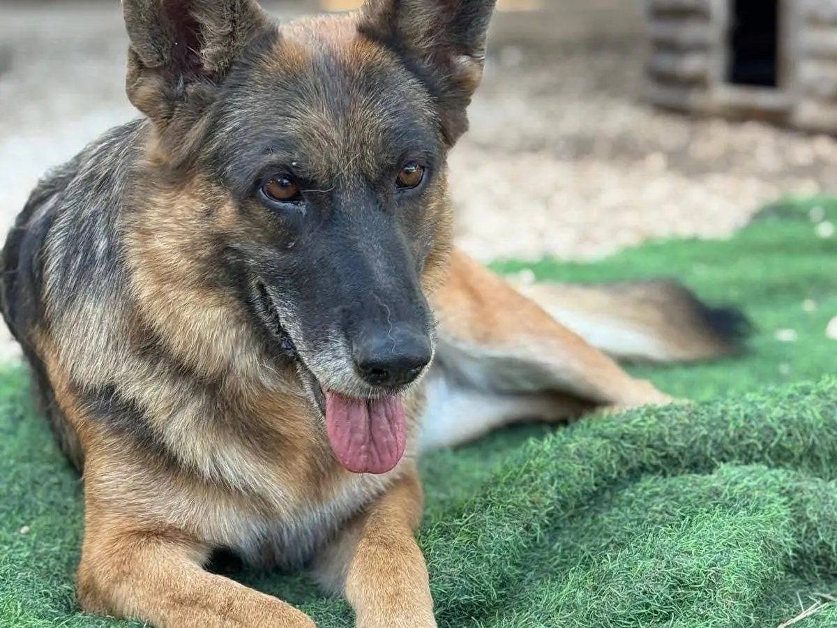 Adotta un cane, femmina, 7 anni e 9 mesi, Bari