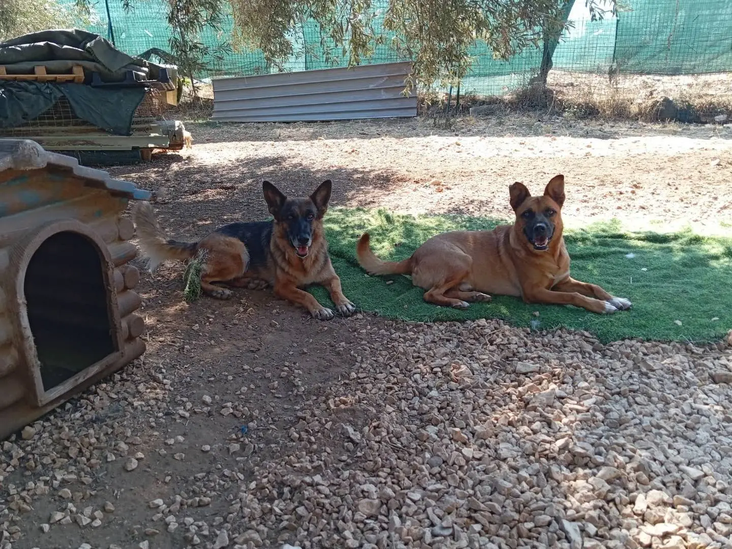 Vuoi adottare un cane a Bari?