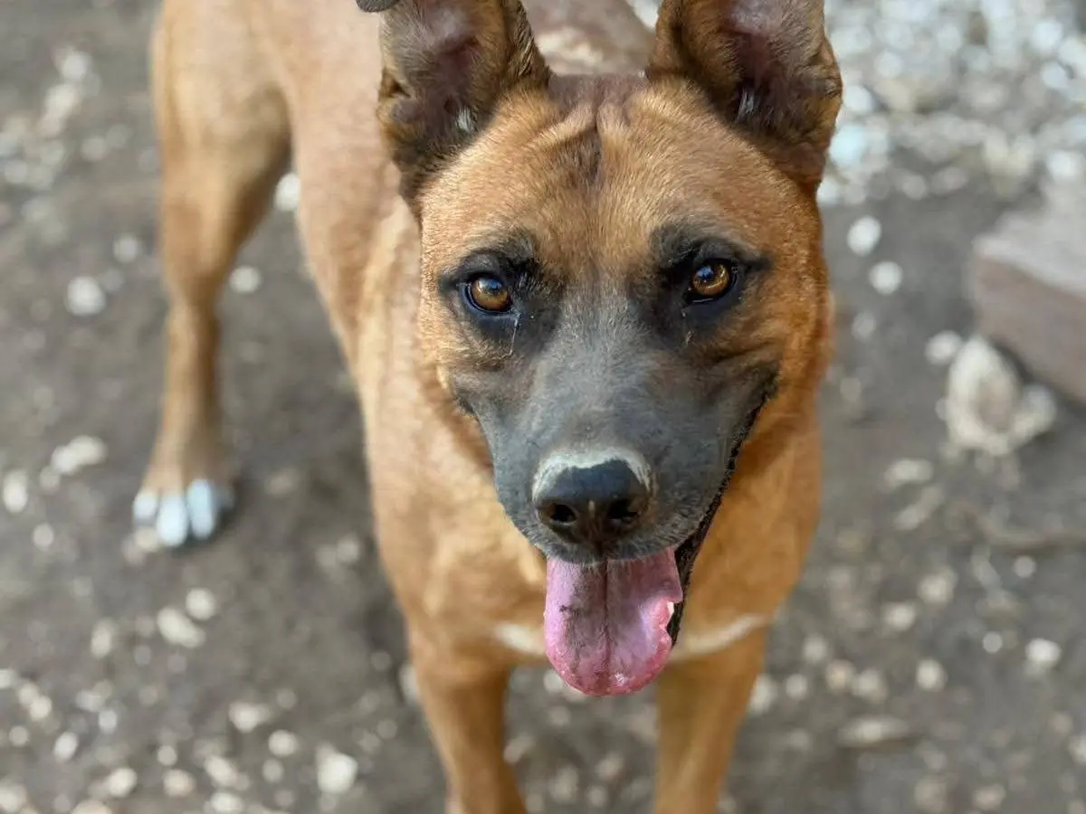 Adotta un cane, taglia media, femmina, Bari