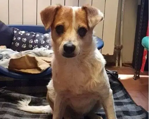 Adotta un cane, maschio, 14 anni e 5 mesi, Milano