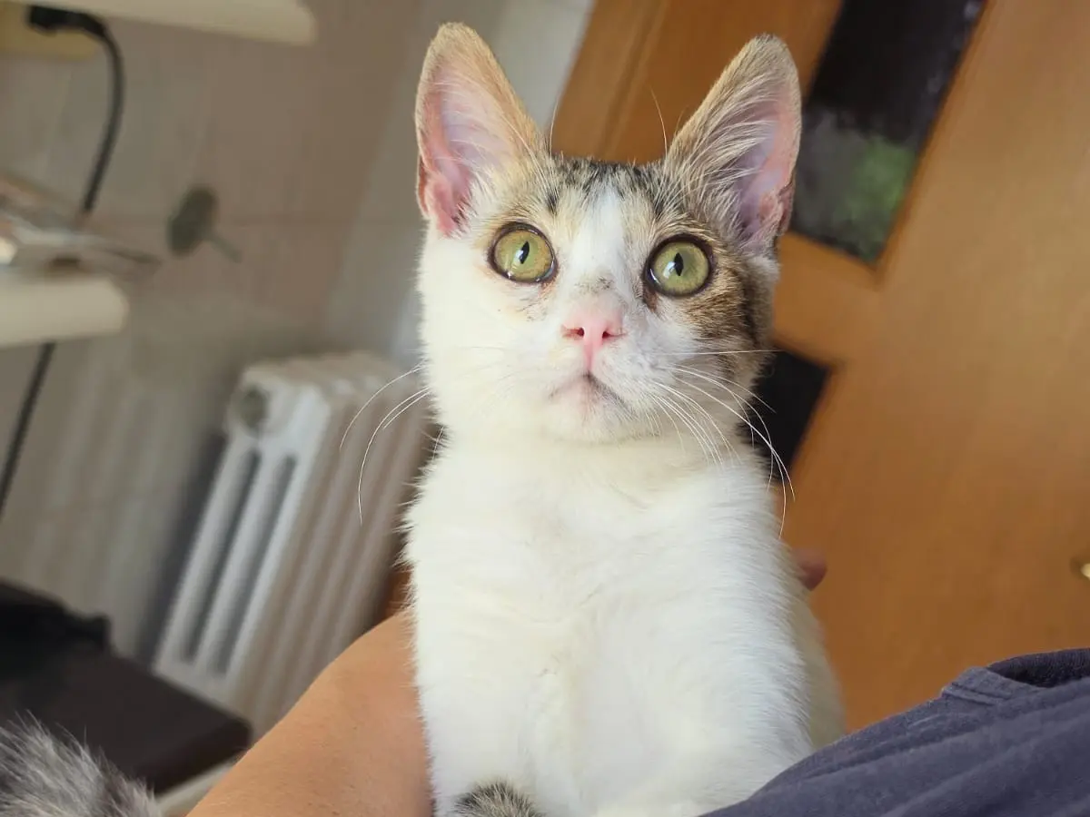 Vuoi adottare un gatto a Milano?