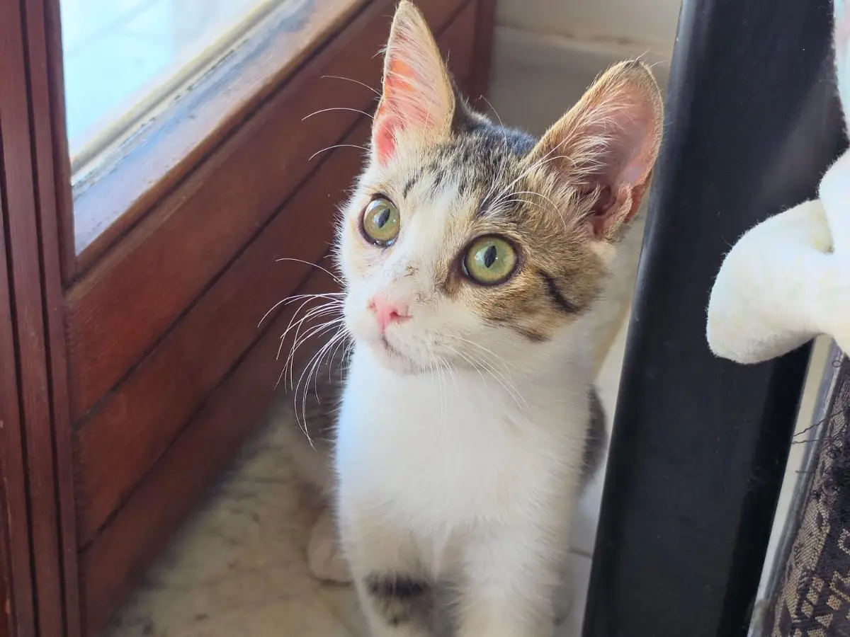 Adotta un gatto, taglia non valida, femmina, Milano