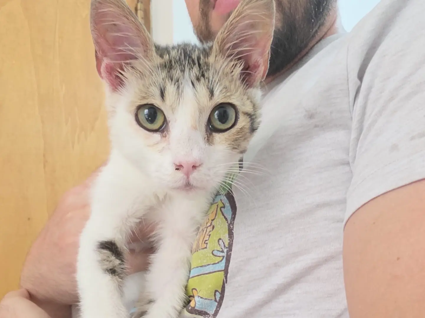 Adotta il gatto Lulù a Milano