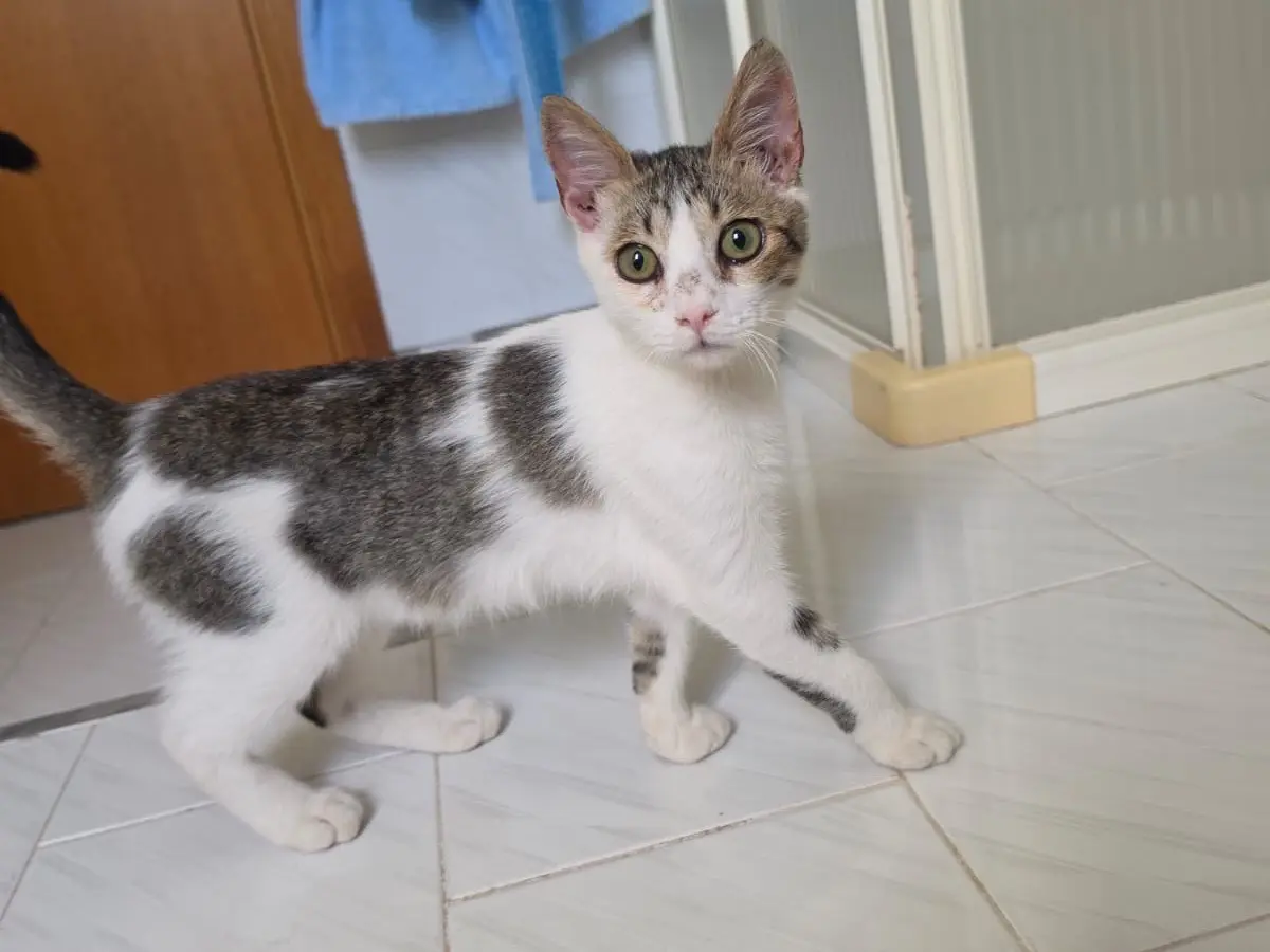 Adozione gatto, femmina, Razza sconosciuta Razza sconosciuta, 5 mesi, taglia non valida, Milano
