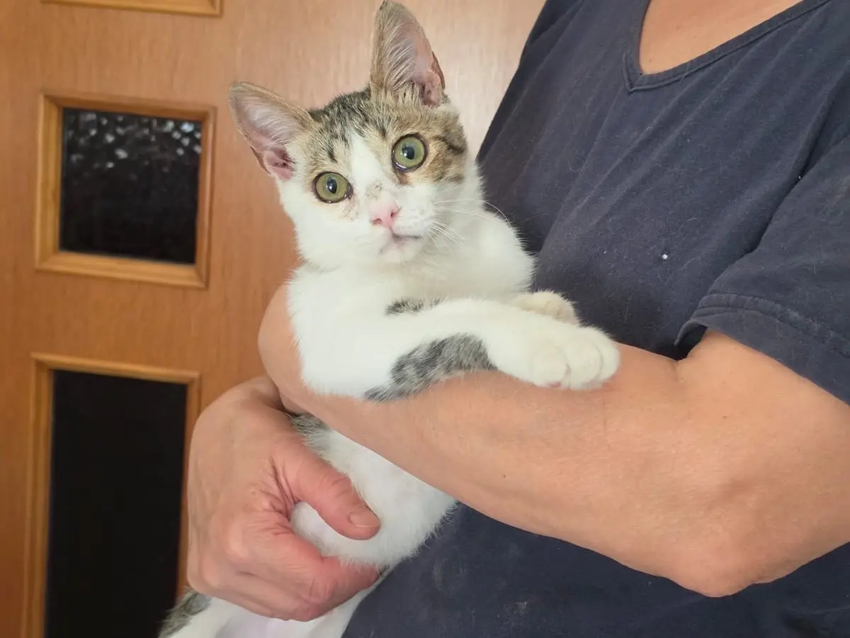 Adotta un gatto, femmina, 5 mesi, Milano