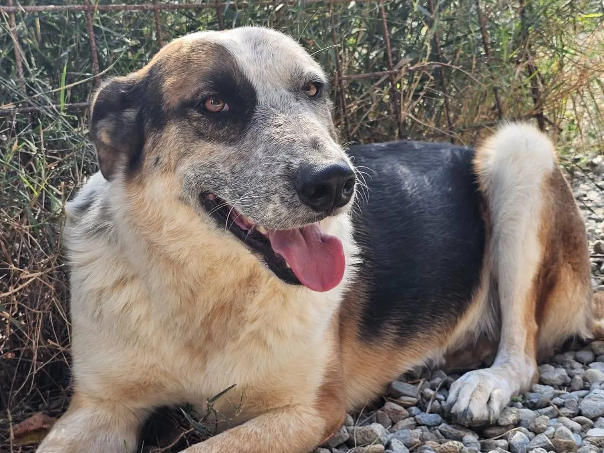 Adotta un cane, maschio, 3 anni e 11 mesi, Crotone