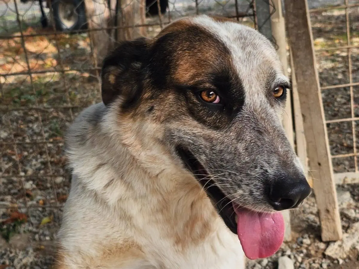 Adotta un cane, taglia grande, maschio, Crotone