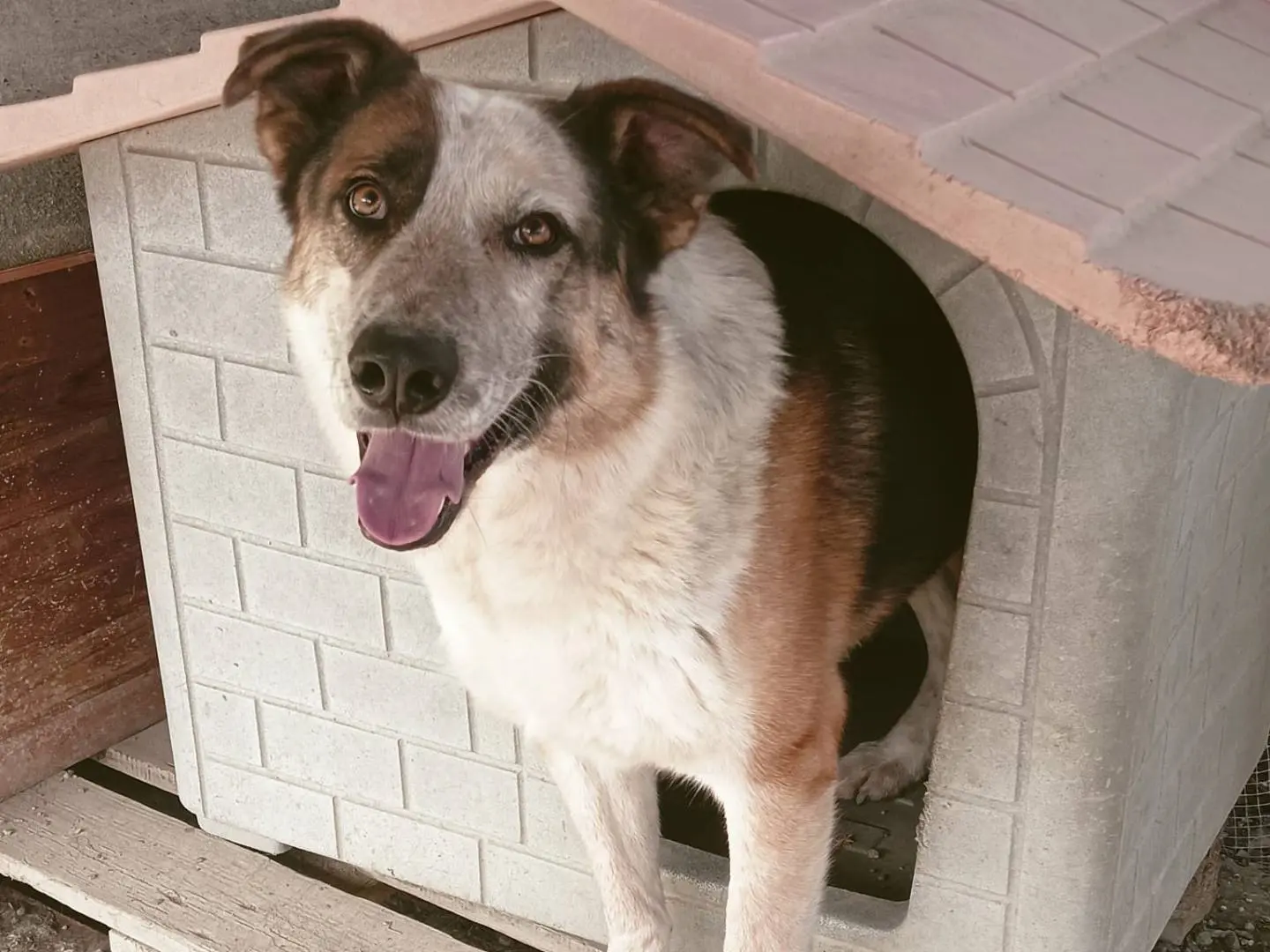 Adozione cane, maschio, Razza sconosciuta Razza sconosciuta, 3 anni e 11 mesi, taglia grande, Crotone
