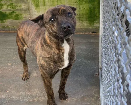 Vuoi adottare un cane a Potenza?