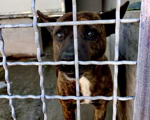 Adotta il cane MAX a Potenza