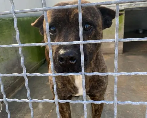 Adozione cane, maschio, meticcio, 7 anni e 9 mesi, taglia media, Potenza