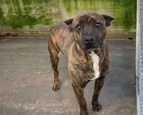 Adotta un cane, maschio, 7 anni e 9 mesi, Potenza