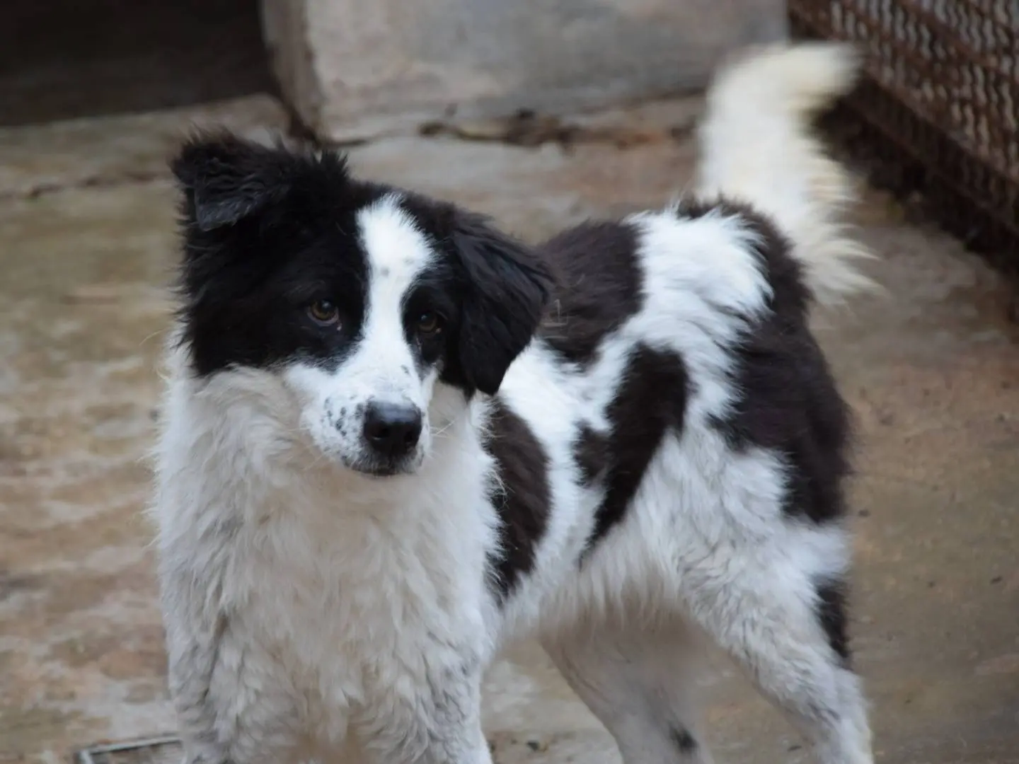 Adozione cane, femmina, Razza sconosciuta Razza sconosciuta, 11 anni e 8 mesi, taglia media, Chieti