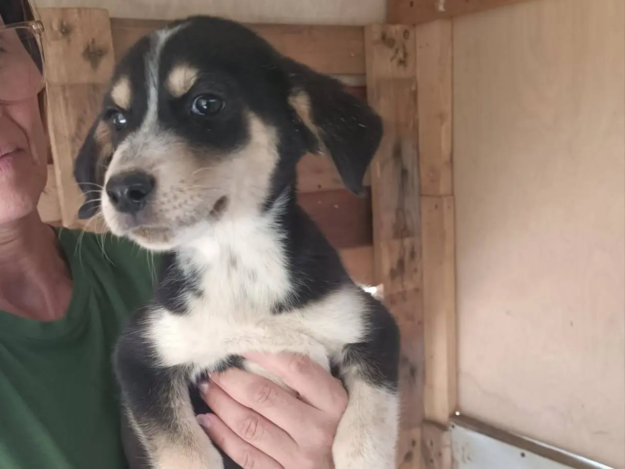 Adotta un cane, femmina, 3 mesi, Trapani