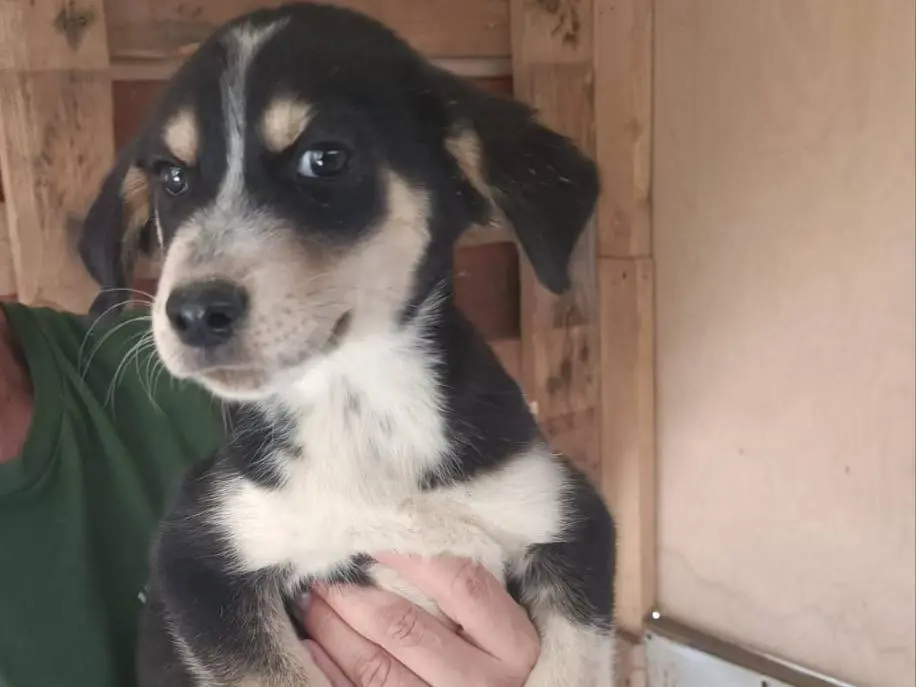Adotta un cane, taglia media, femmina, Trapani