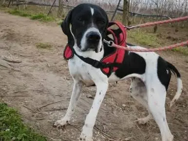 Adotta un cane, taglia media contenuta, femmina, Napoli