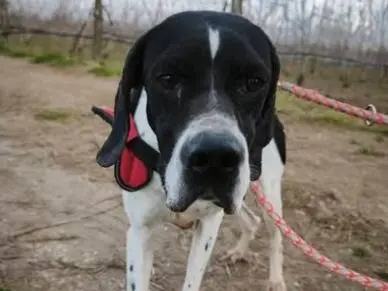 Adotta un cane, femmina, 4 anni e 11 mesi, Napoli