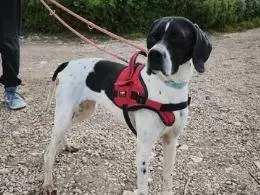 Adozione cane, femmina, Pointer Razza sconosciuta, 4 anni e 11 mesi, taglia media contenuta, Napoli