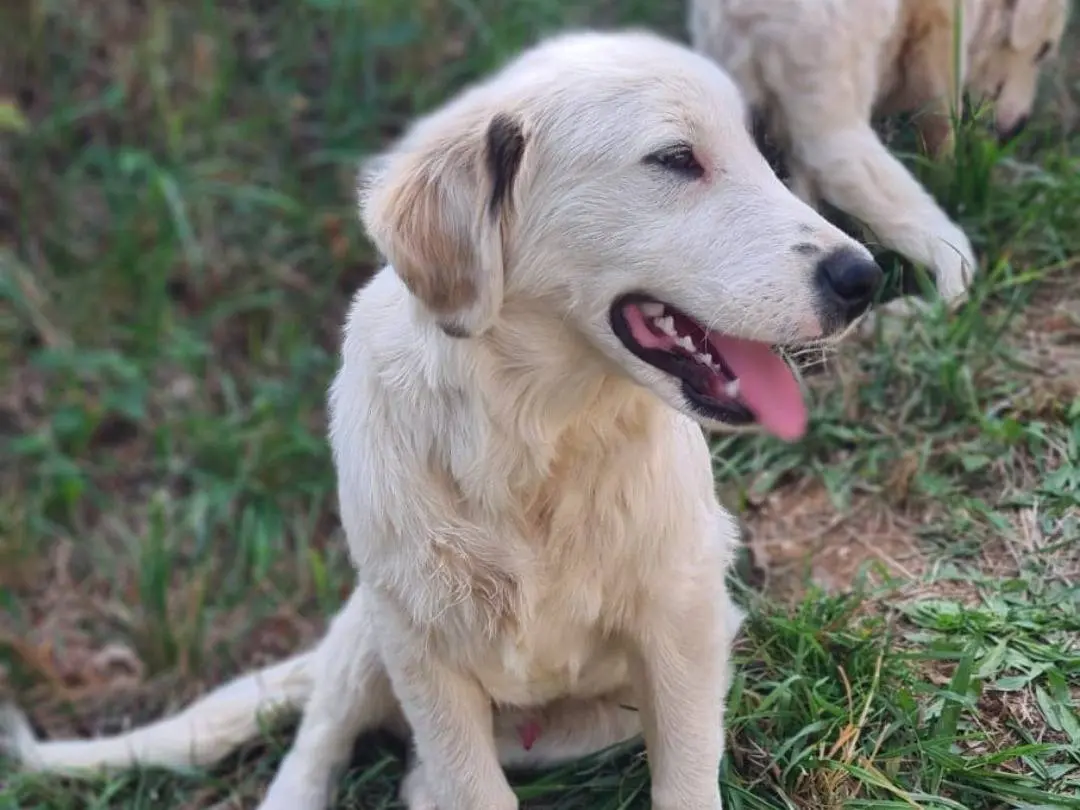 Adotta un cane, maschio, 6 mesi, Arezzo