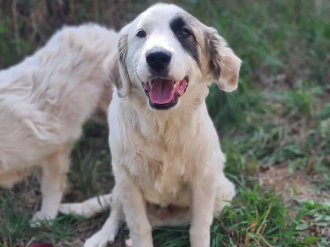 Vuoi adottare un cane a Arezzo?