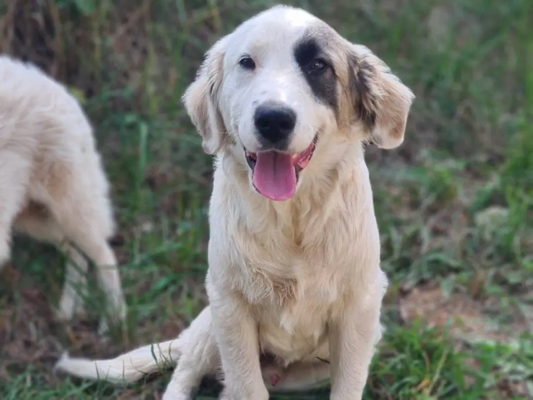 Adozione cane, maschio, Razza sconosciuta Razza sconosciuta, 6 mesi, taglia media, Arezzo