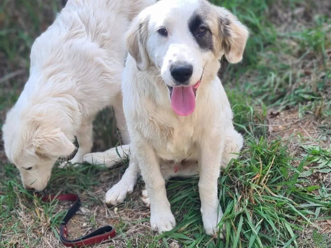Adotta il cane Giove a Arezzo