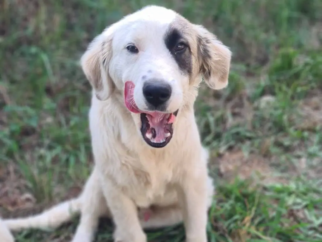 Adotta un cane, taglia media, maschio, Arezzo