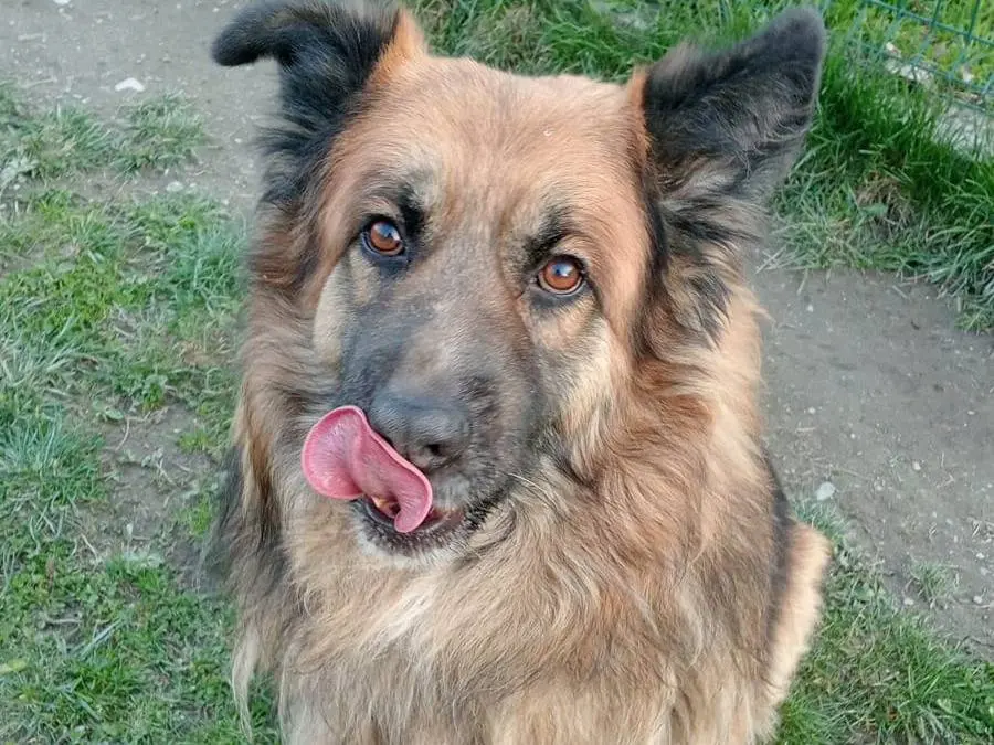 Adozione cane, maschio, Pastore tedesco Razza sconosciuta, 5 anni e 5 mesi, taglia gigante, Torino