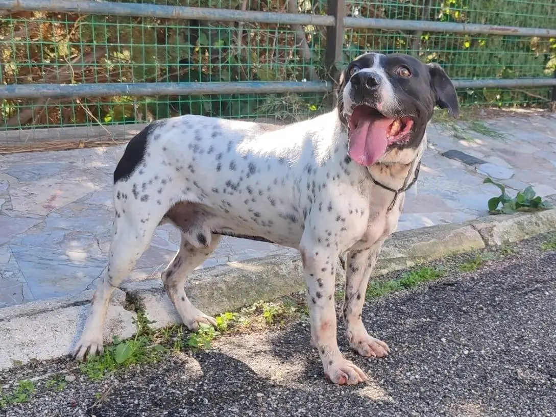 Adozione cane, maschio, Razza sconosciuta Razza sconosciuta, 5 anni e 5 mesi, taglia media, Messina