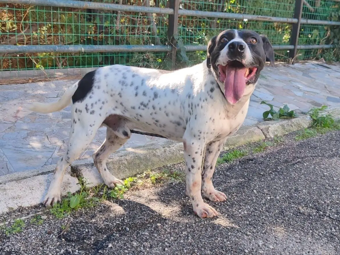 Adotta un cane, maschio, 5 anni e 5 mesi, Messina