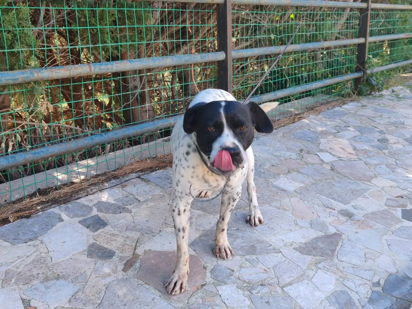Adotta un cane, taglia media, maschio, Messina