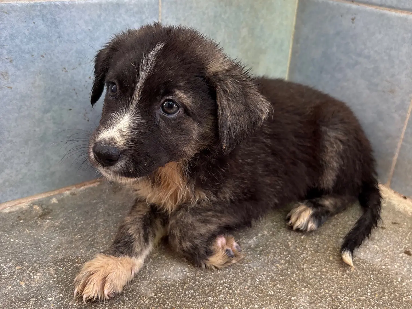 Adozione cane, femmina, Razza sconosciuta Razza sconosciuta, 3 mesi, taglia media, Taranto