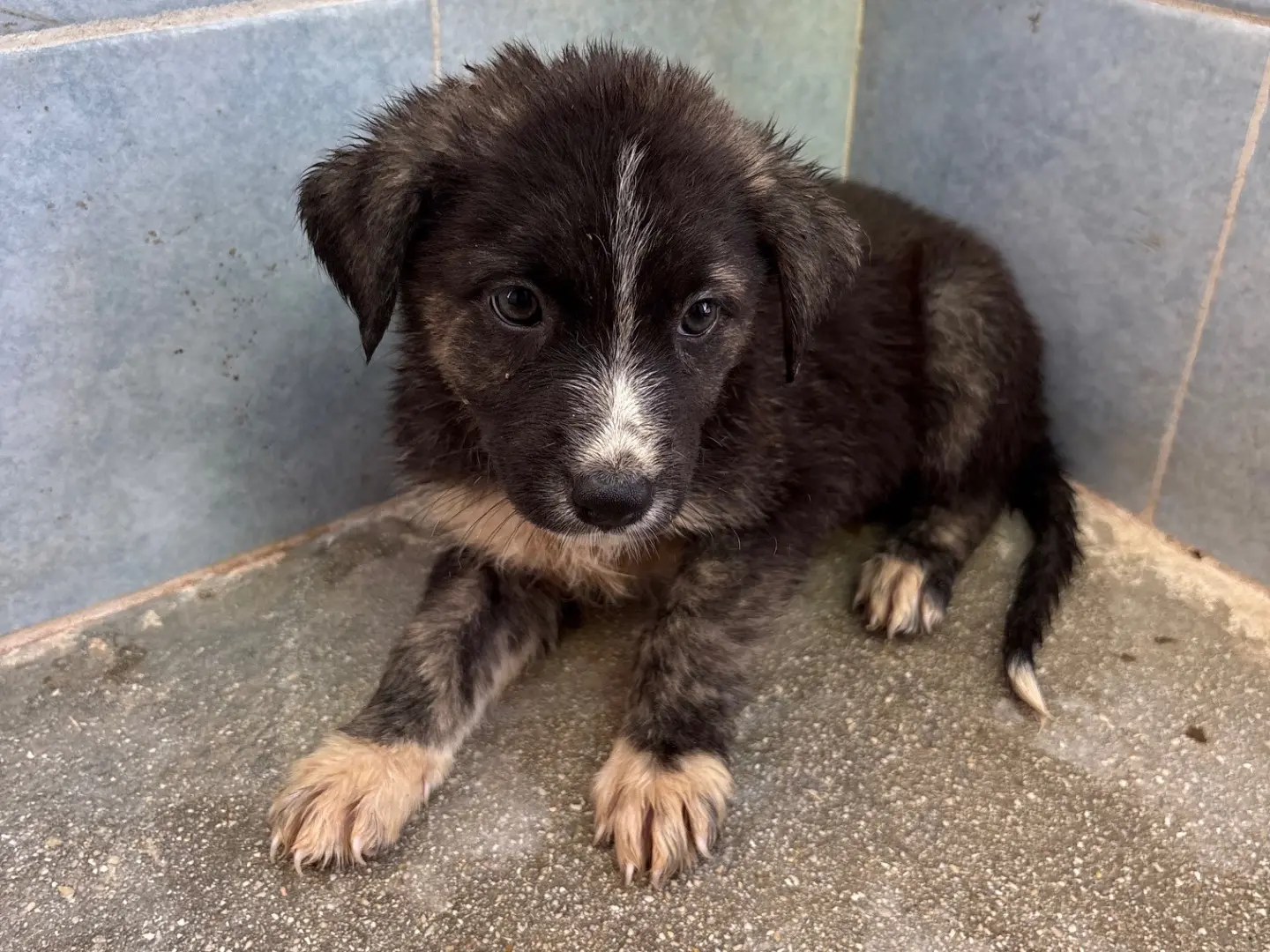 Adotta un cane, femmina, 3 mesi, Taranto