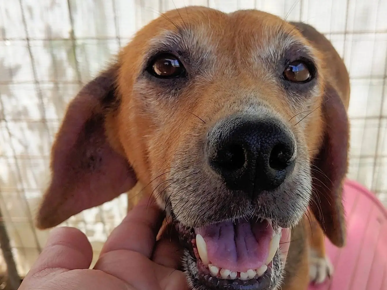 Adotta un cane, taglia media contenuta, femmina, Messina
