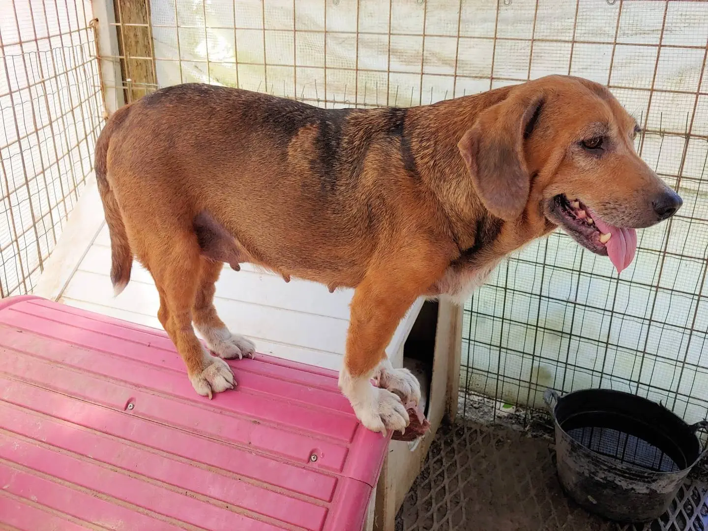 Vuoi adottare un cane a Messina?