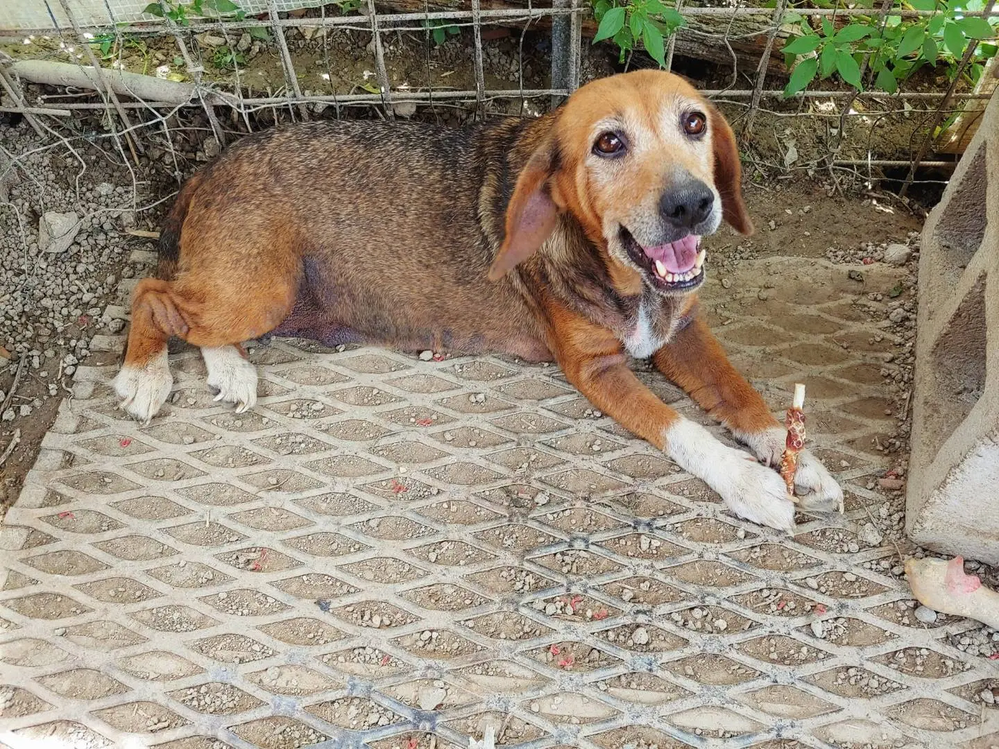 Adotta un cane, femmina, 11 anni e 9 mesi, Messina