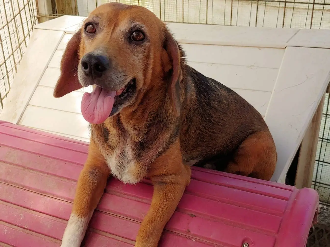 Adozione cane, femmina, meticcio, 11 anni e 9 mesi, taglia media contenuta, Messina