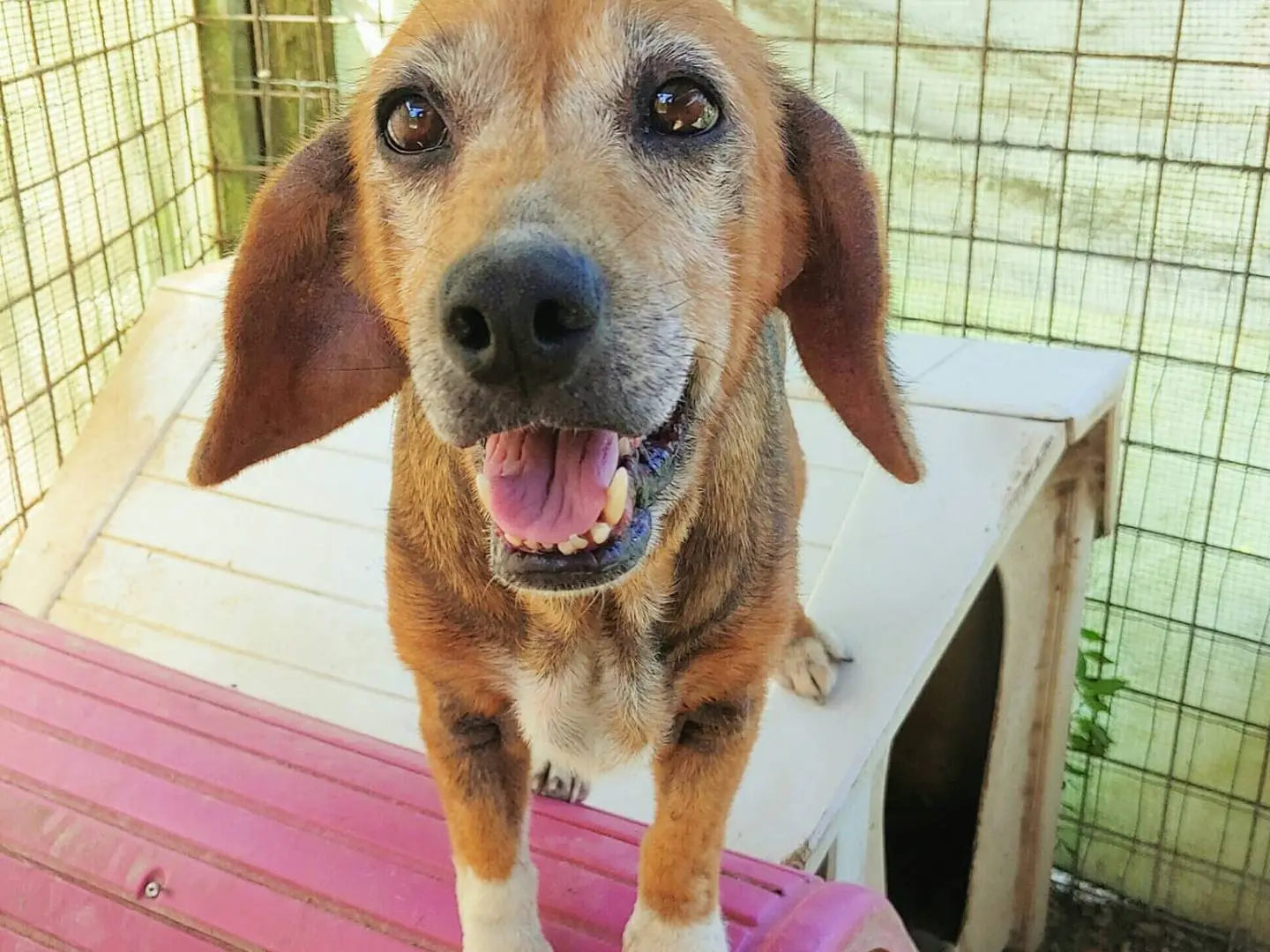 Adotta il cane nayda a Messina