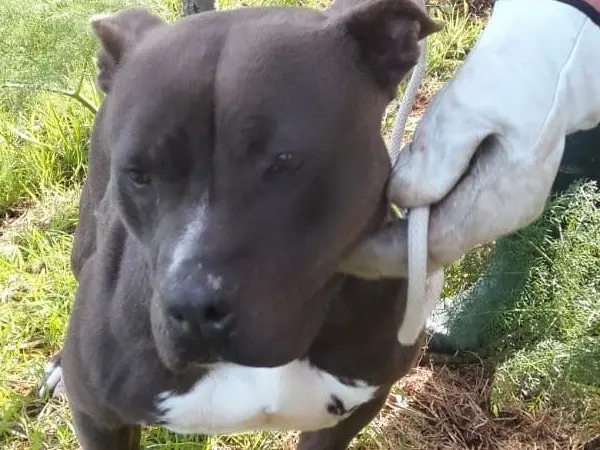 Adotta un cane, femmina, 3 anni e 6 mesi, Catania