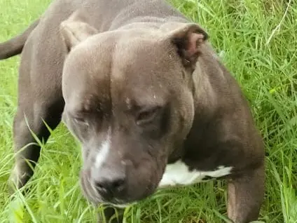 Vuoi adottare un cane a Catania?