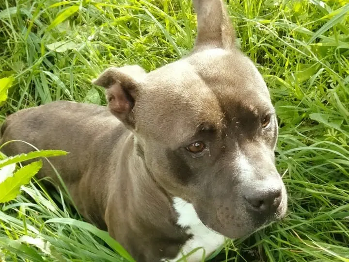 Adotta un cane, taglia media, femmina, Catania