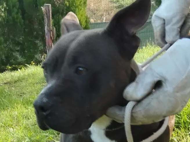 Adozione cane, femmina, Staffordshire Bull terrier Razza sconosciuta, 3 anni e 6 mesi, taglia media, Catania