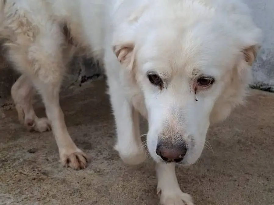 Adotta un cane, maschio, 6 anni e 3 mesi, Crotone