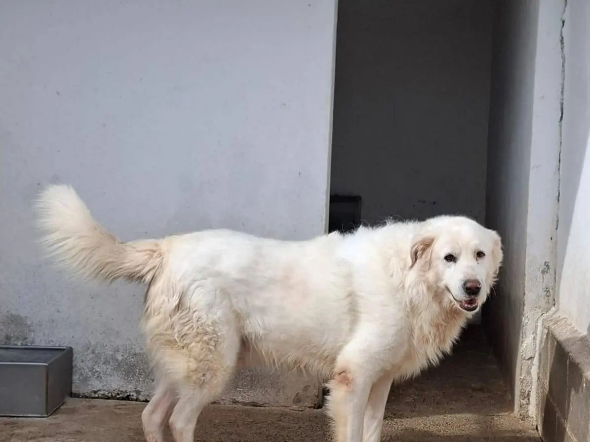 Adotta un cane, taglia grande, maschio, Crotone