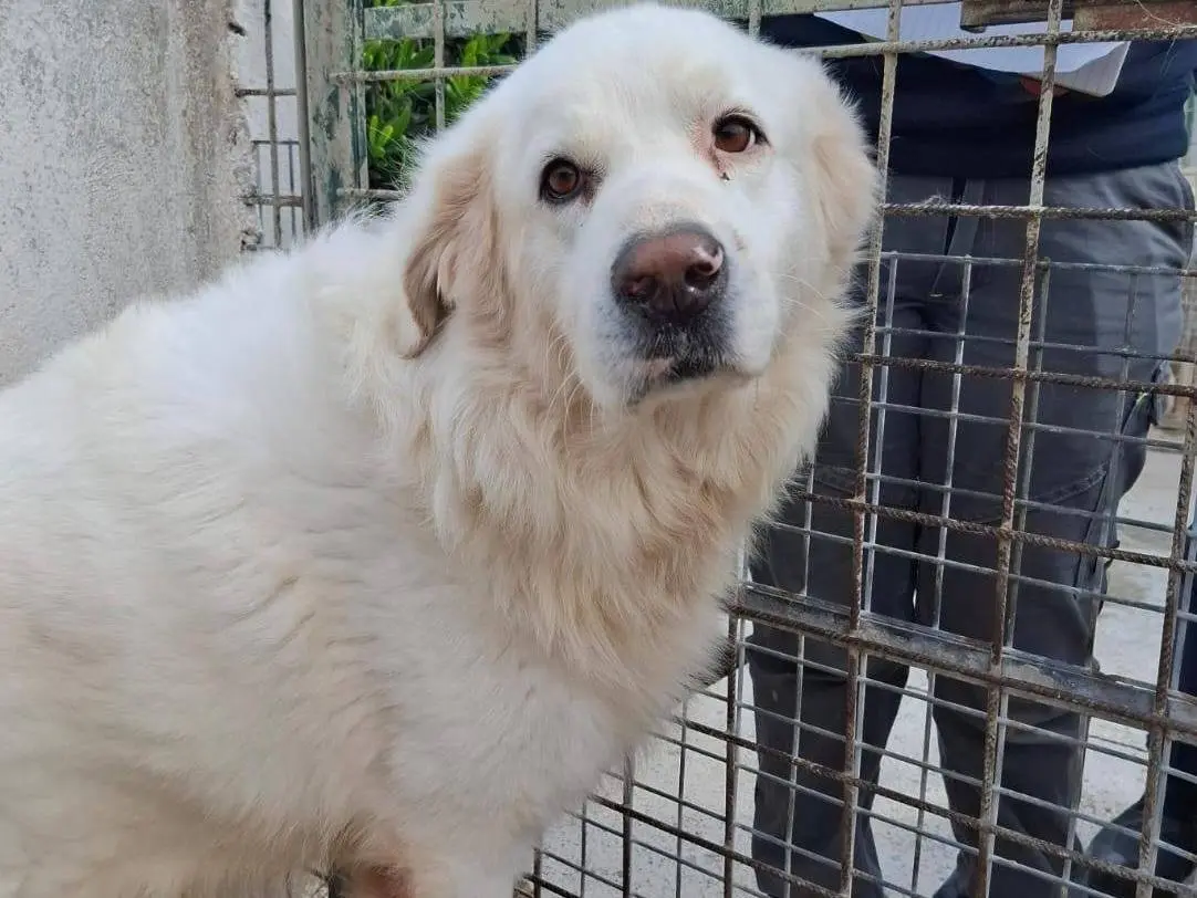 Adozione cane, maschio, Pastore maremmano Razza sconosciuta, 6 anni e 3 mesi, taglia grande, Crotone