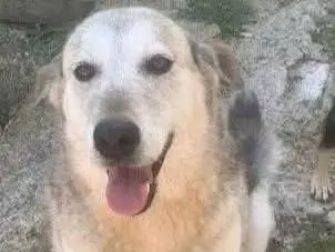 Adotta un cane, femmina, 8 anni e 9 mesi, Frosinone