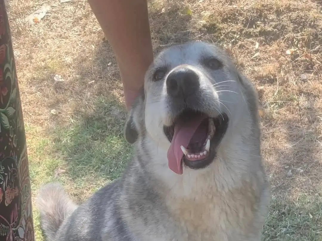Adozione cane, femmina, Razza sconosciuta Razza sconosciuta, 8 anni e 9 mesi, taglia media, Frosinone
