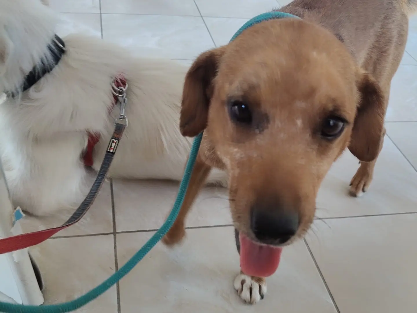 Vuoi adottare un cane a Crotone?